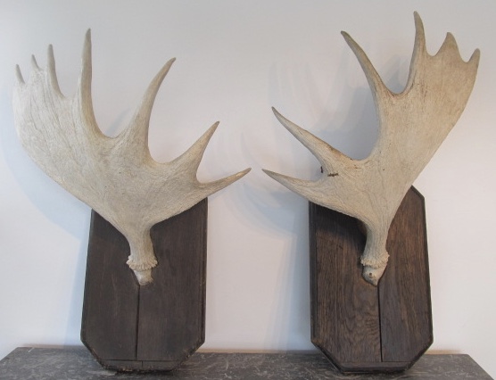 Pair of mounted moose antlers